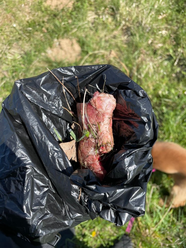 Giftköder-Fleischstücke-Profilbild