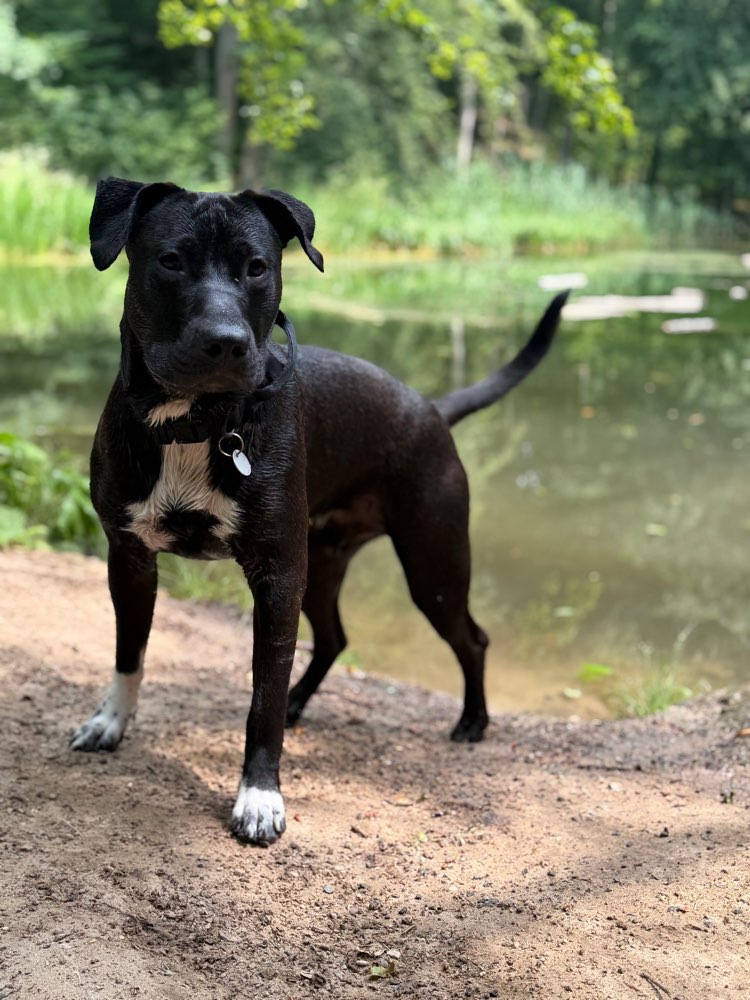 Hundetreffen-Gassipartner/in für Jax gesucht-Profilbild