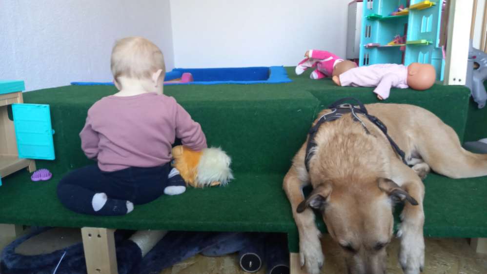 Hundetreffen-Suchen Trainingspartner-Profilbild