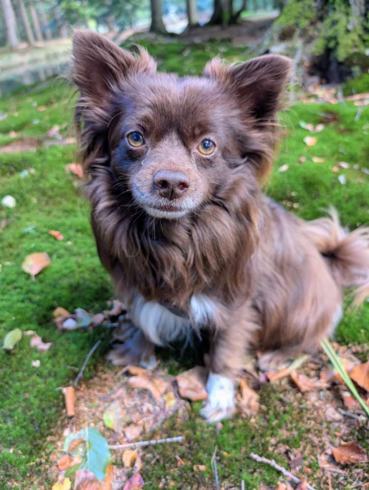 Hundetreffen-Ernie sucht Gassi und Spielpartner-Profilbild
