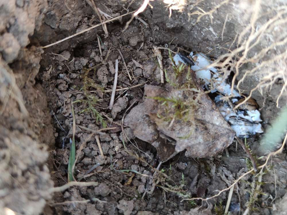 Giftköder-Giftköder-Profilbild