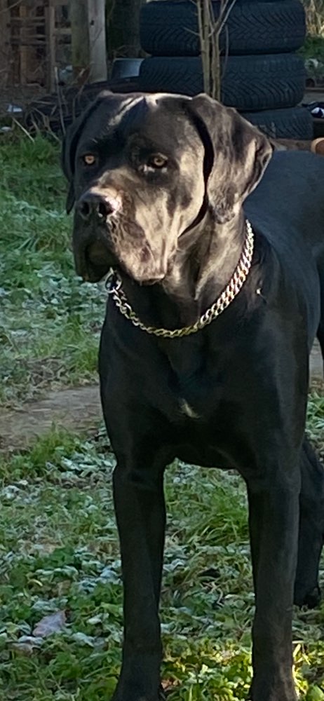 Hundetreffen-Snafir sucht Spielkameraden und fürs Training-Profilbild