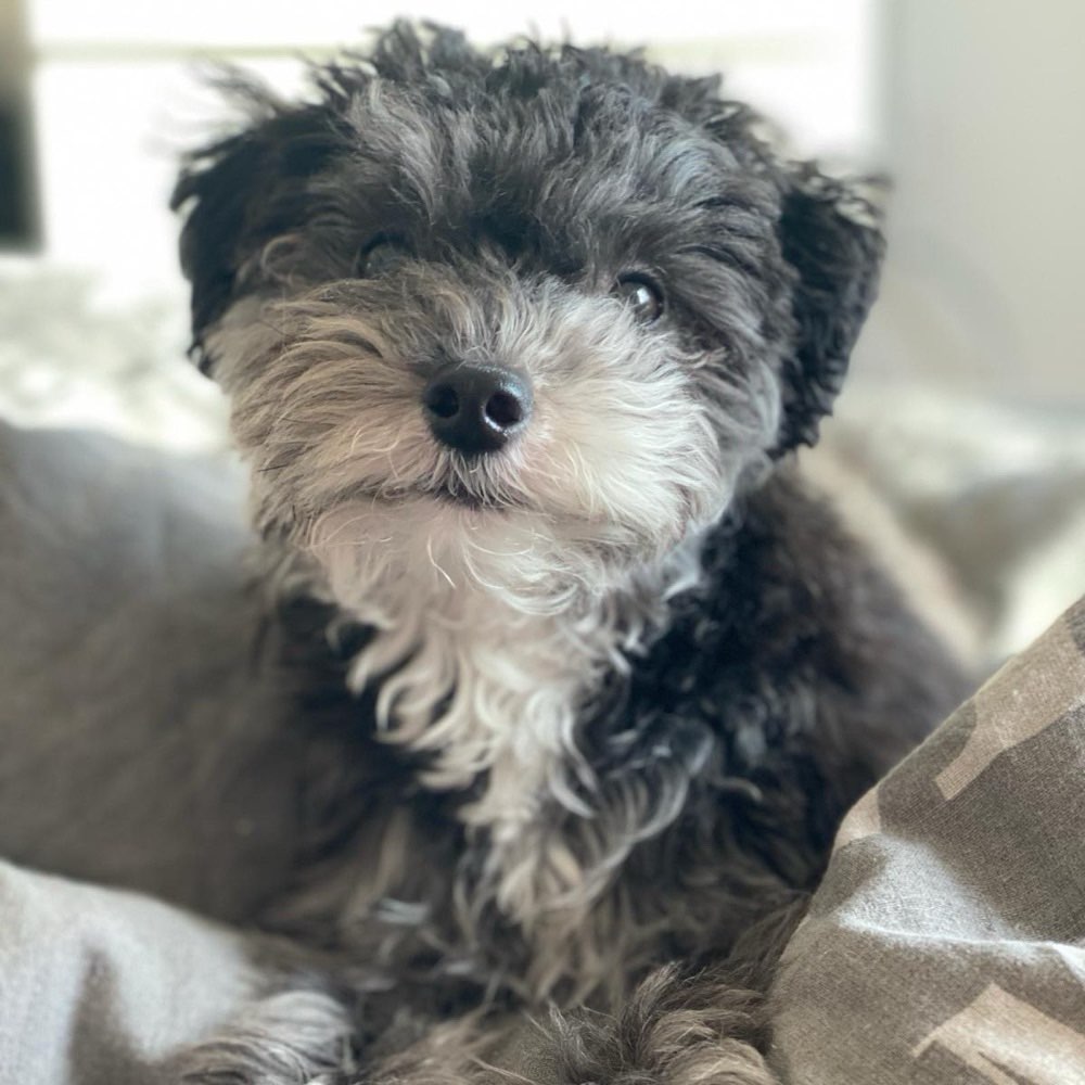 Hundetreffen-Suche Spielkameraden-Profilbild