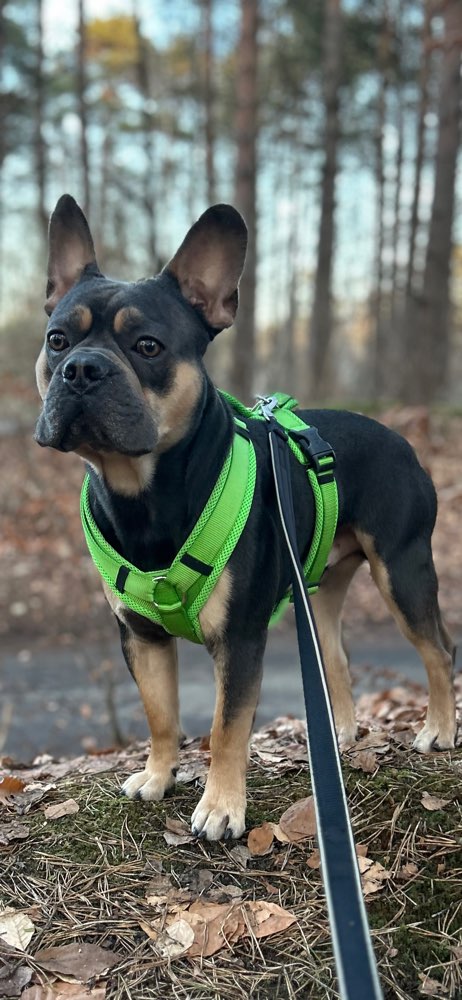 Hundetreffen-Treffen zum gassi gehen-Profilbild
