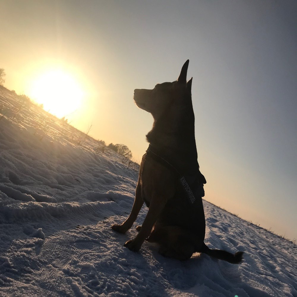 Hundetreffen-Gassi gehen-Profilbild
