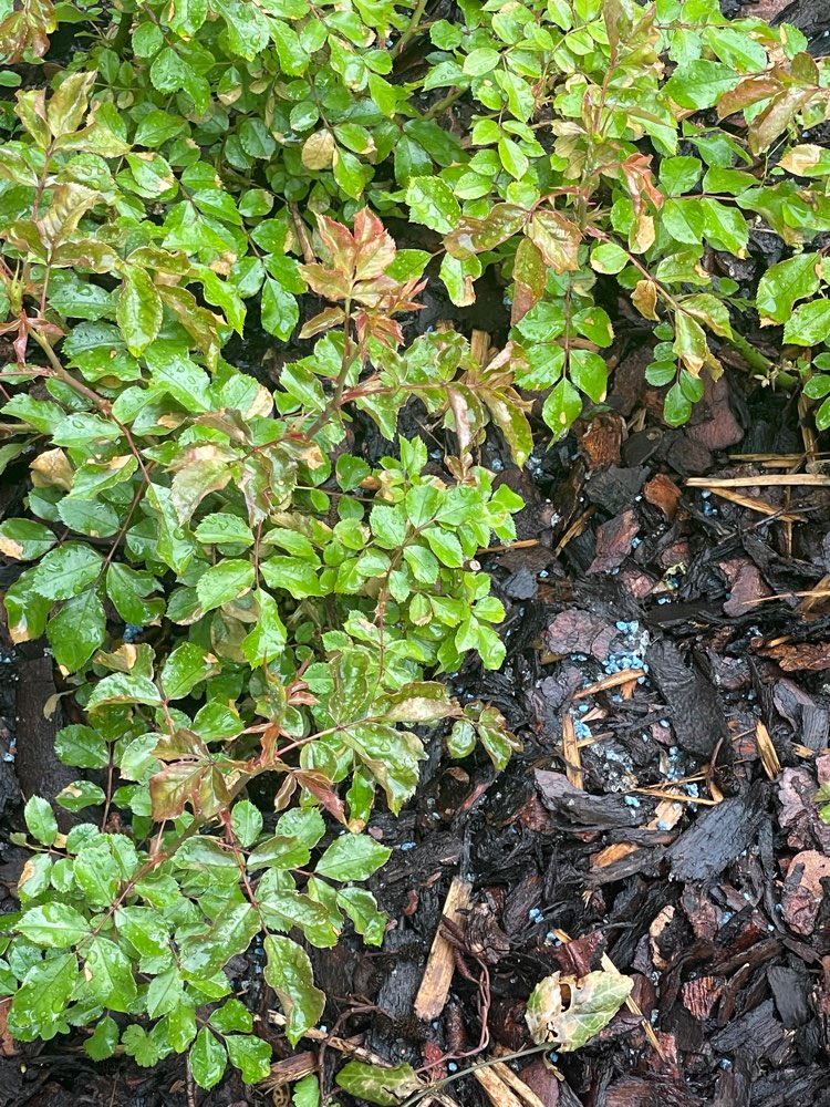 Giftköder-Evtl Rattengift oder Schneckenkorn-Profilbild