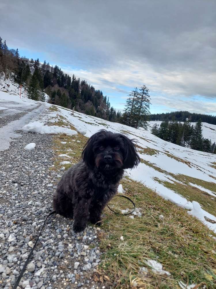 Hundetreffen-Gemeinsamer Spaziergang mit Spielrunde-Profilbild