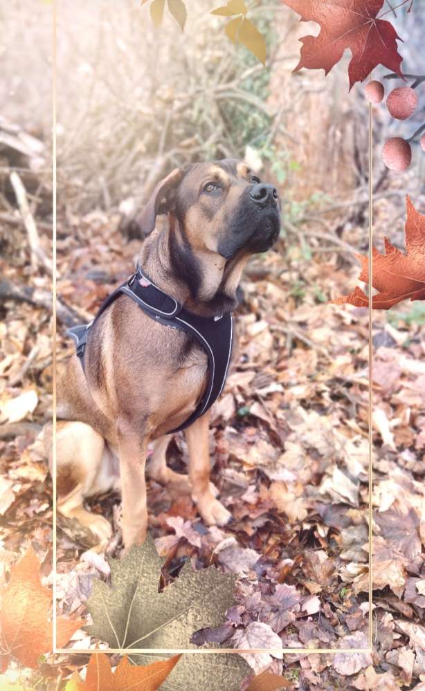 Hundetreffen-Spielen mit den kleinen Riesen ♥️-Profilbild