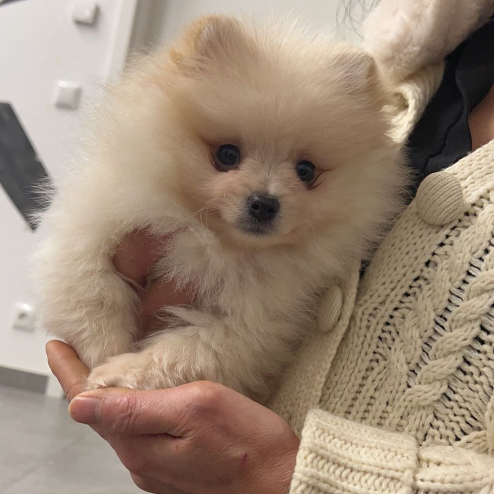 Hundetreffen-Treffen-Profilbild