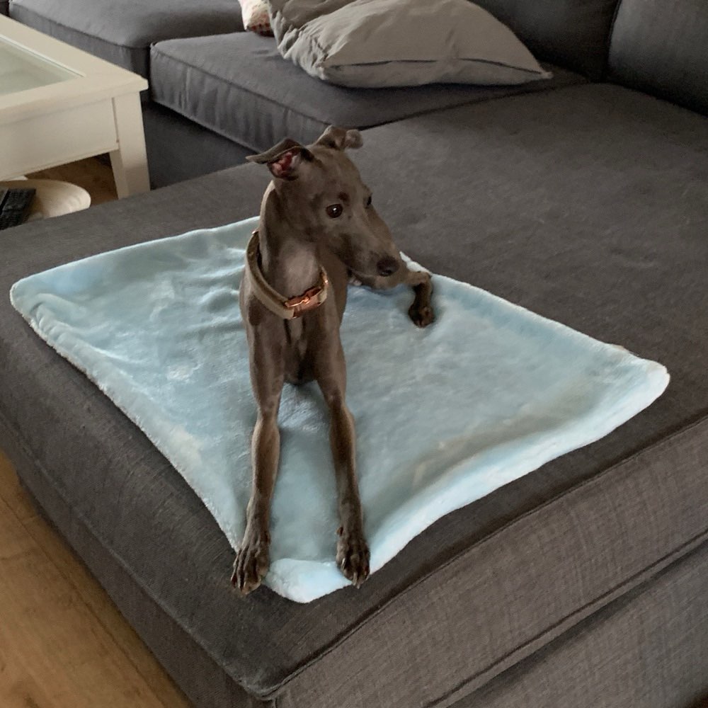 Hundetreffen-Runter von der Couch: Gemeinsam die frische Luft genießen-Profilbild