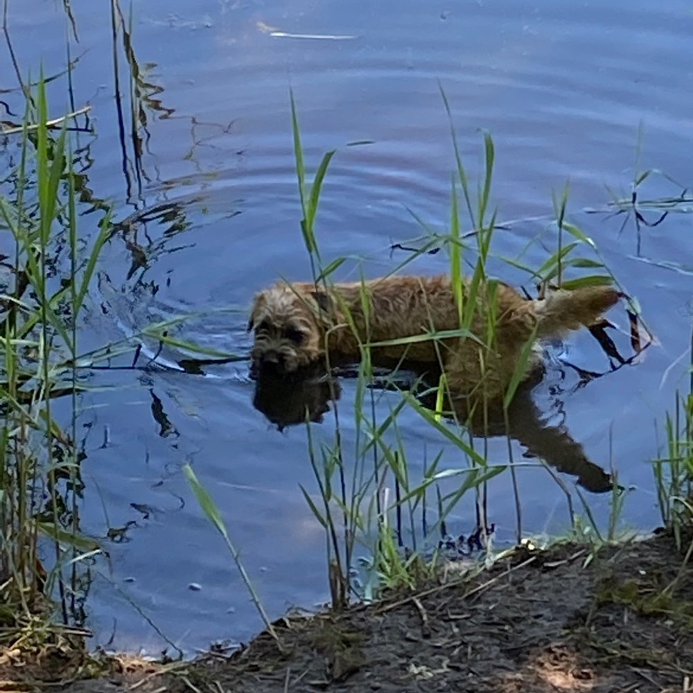 Hundetreffen-Hundetreffen-Profilbild