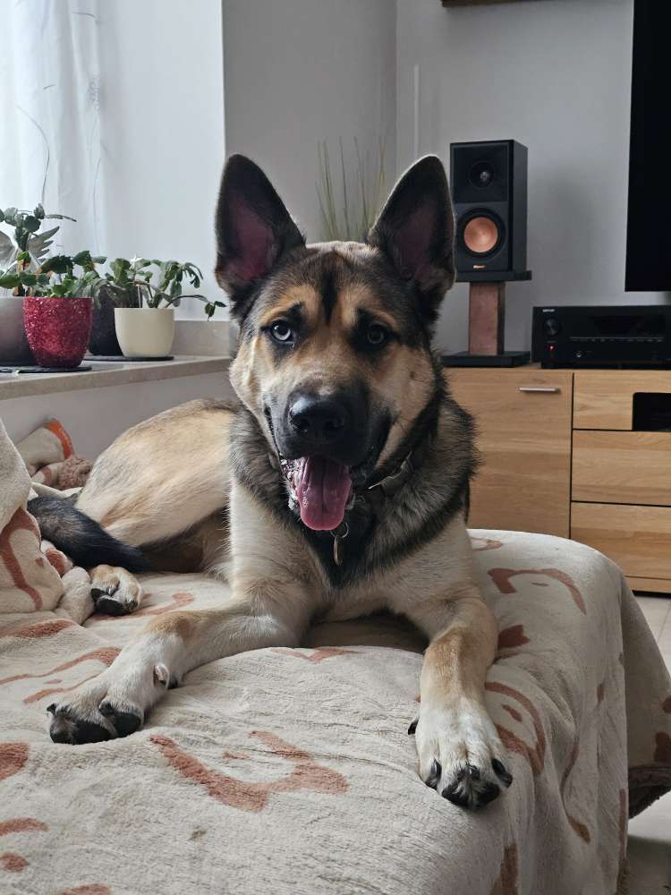 Hundetreffen-Spielen mit Neo-Profilbild