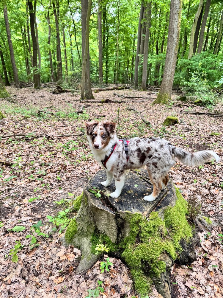 Hundetreffen-Junghundetreff - spielen und Gassi gehen-Profilbild