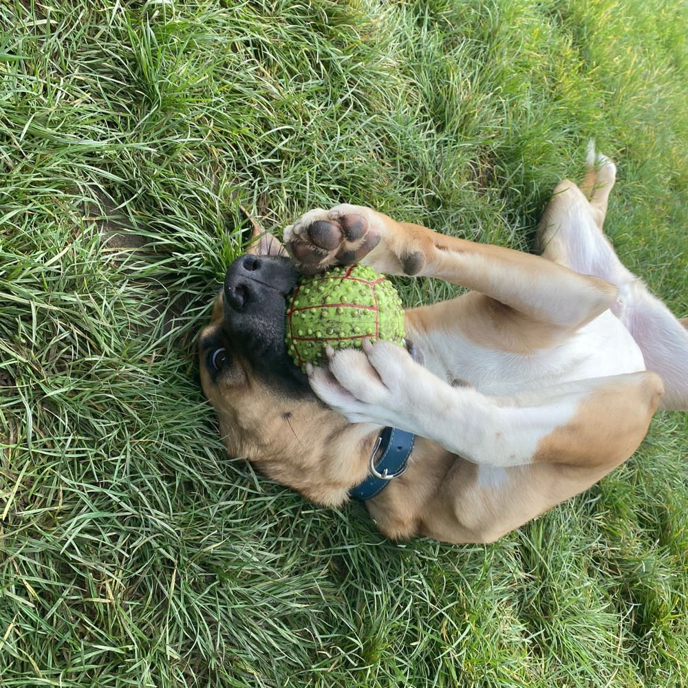 Hundetreffen-Gassi, Spielen 🐾-Profilbild