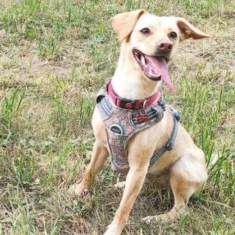 Hundetreffen-Zoe sucht ihre Freundin-Profilbild