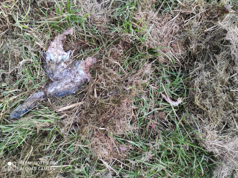 Giftköder-Toter Fisch-Profilbild