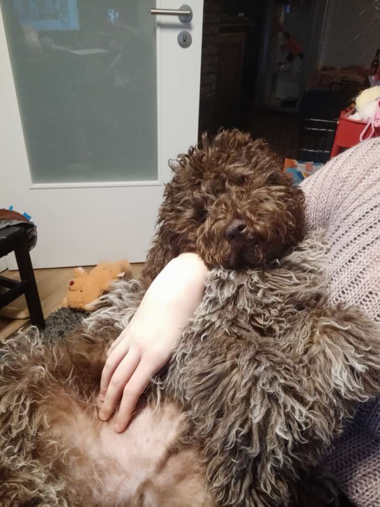 Hundetreffen-Spiele Treff-Profilbild