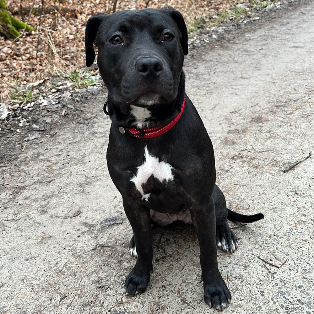 Hundetreffen-Spiel Freunde-Profilbild