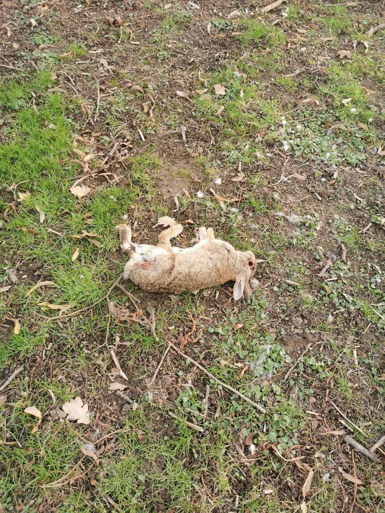 Giftköder-Toter Hase im Holzbendenpark-Profilbild