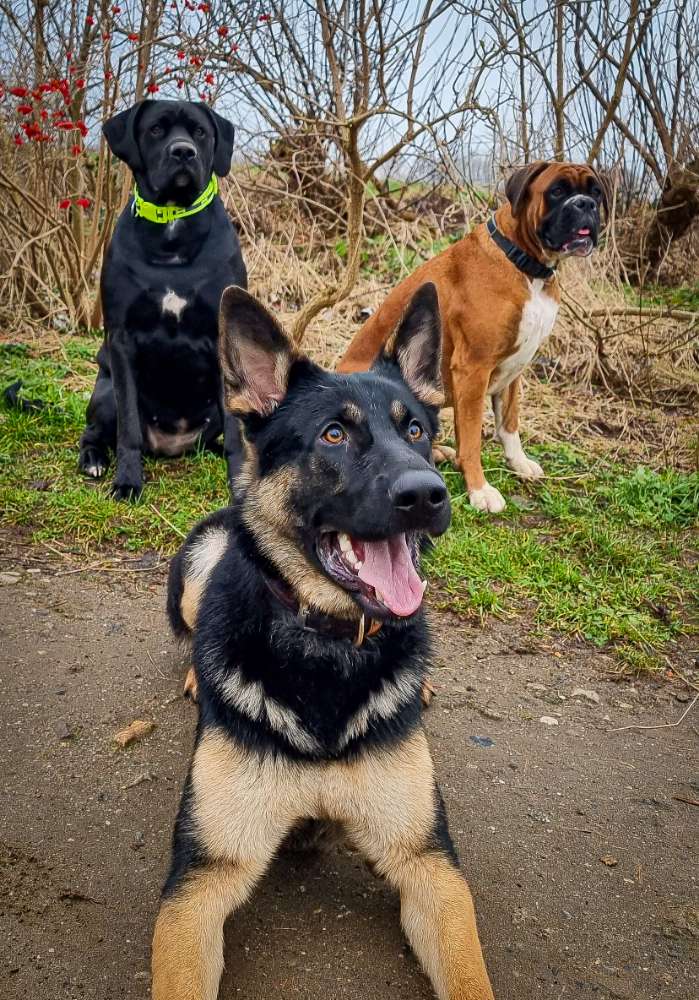 Hundetreffen-Hundefreunde (Bürgerpark, Ostseeblick und Umgebung) gesucht 🐺-Profilbild