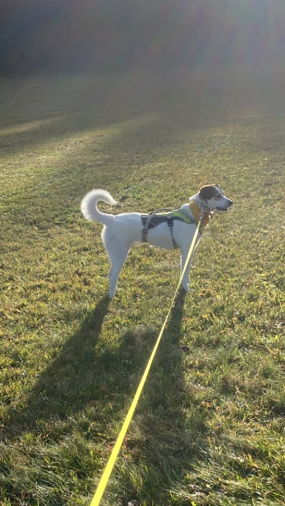 Hundetreffen-Gassigruppe in Keltern-Dietlingen-Profilbild