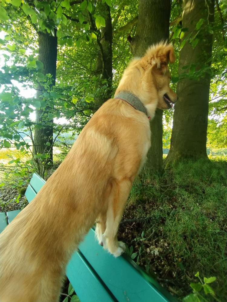 Hundetreffen-Hunderunde/ Social Walk-Profilbild