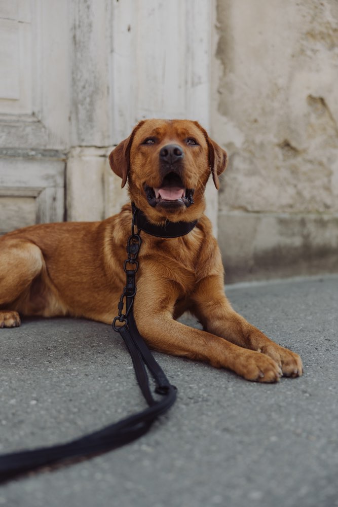 Hundetreffen-Gassi gehen, Gassi üben mit anderen Hunden-Profilbild