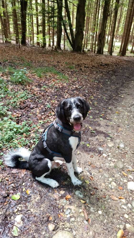 Hundetreffen-Spiel Freunde gesucht-Profilbild