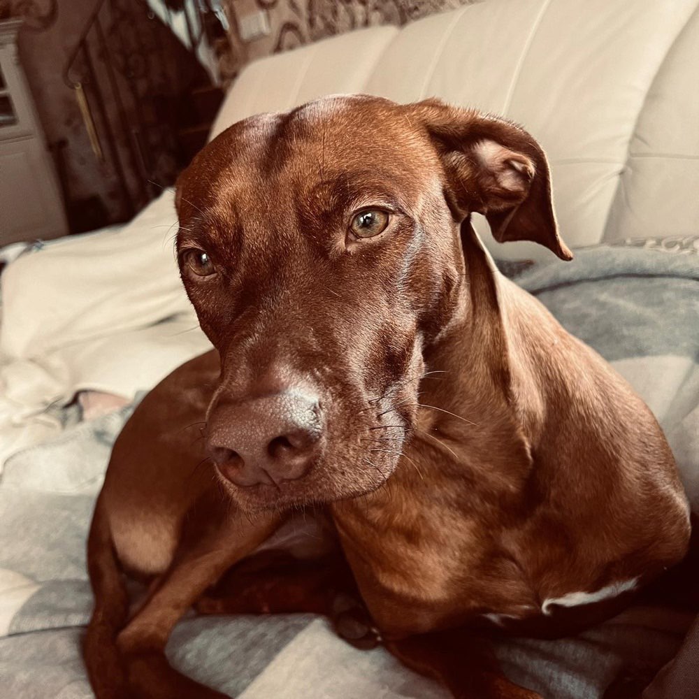 Hundetreffen-Gassi-Runde in Riesa-Profilbild