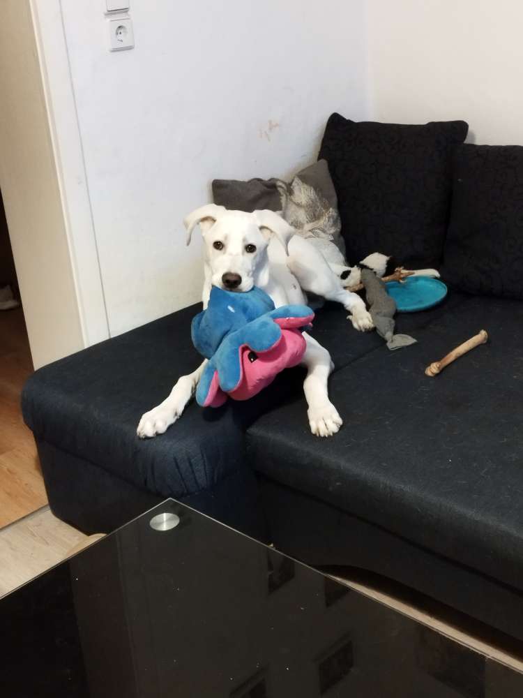 Hundetreffen-Schönes Wetter mit unserem Liebsten verbringen-Profilbild