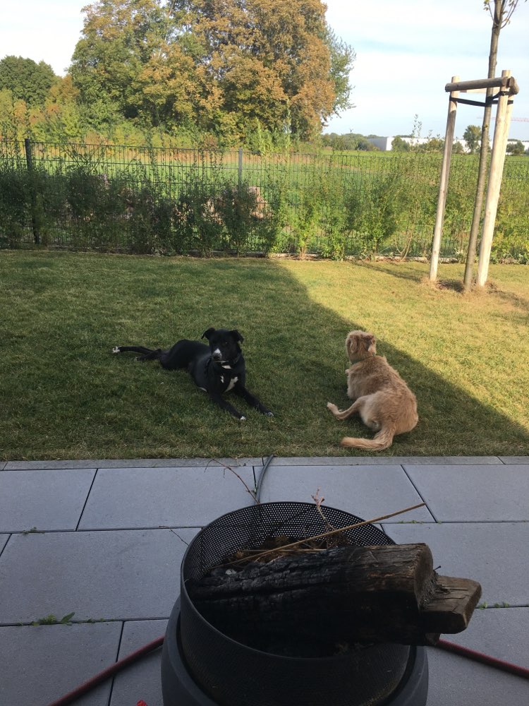 Hundetreffen-Hundebegegnungen-Profilbild