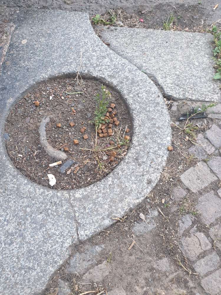 Giftköder-Trockenfutter ausgelegt-Profilbild