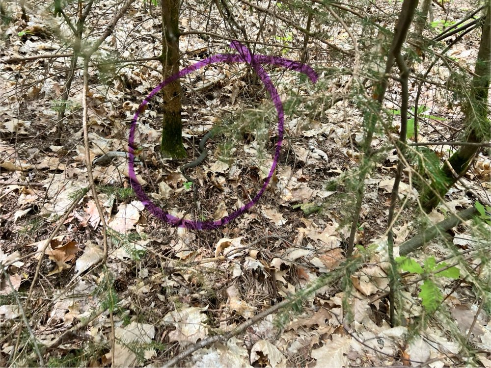 Giftköder-Schlange im Wald bei Schwaig-Profilbild