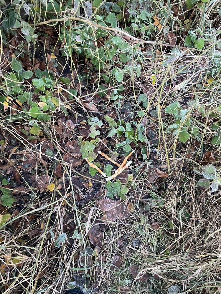 Giftköder-Verdächtige Kaustangen im hohen Gras-Profilbild