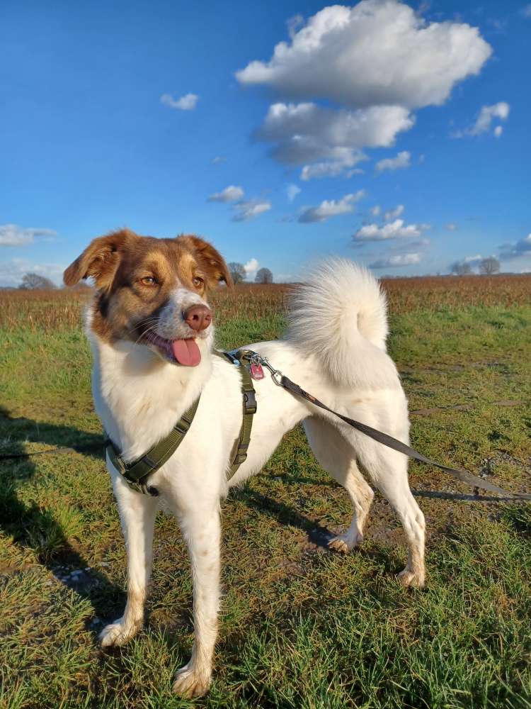 Hundetreffen-Hundefreunde zum spazieren & spielen gesucht-Profilbild