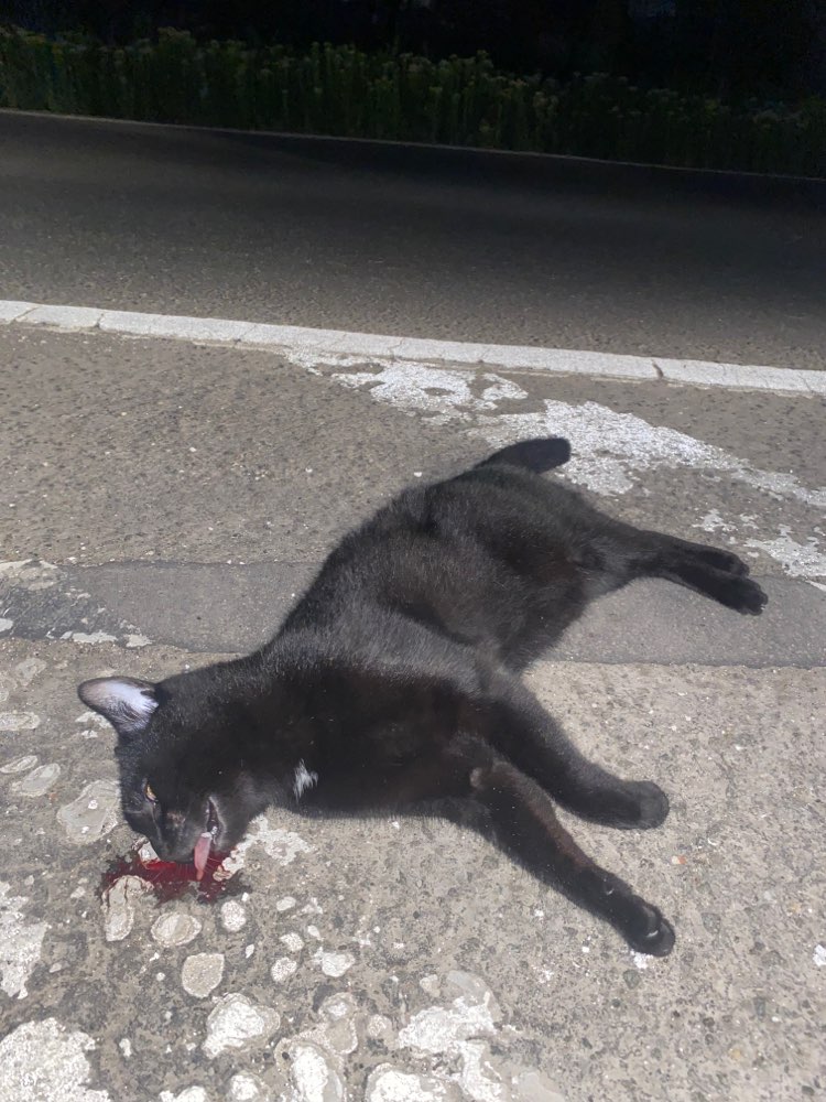 Giftköder-Überfahrene Katze-Profilbild