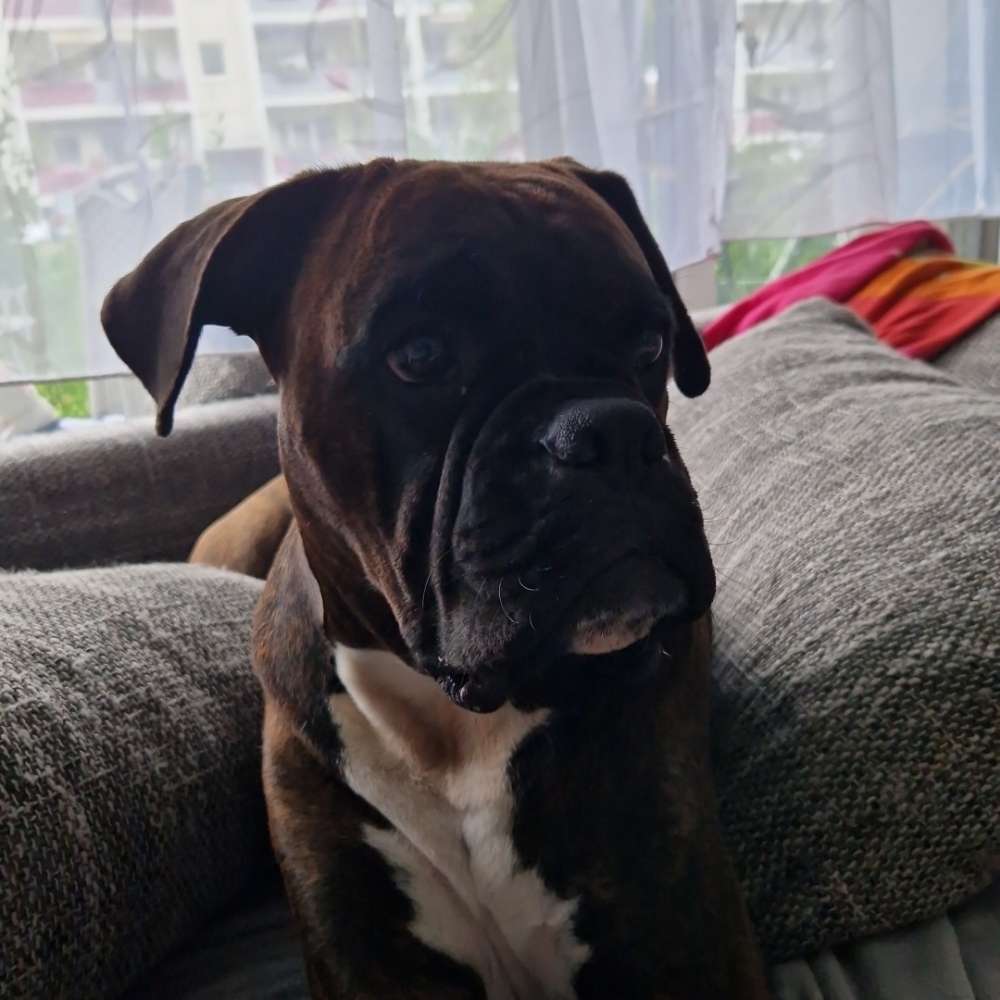 Hundetreffen-Play date-Profilbild