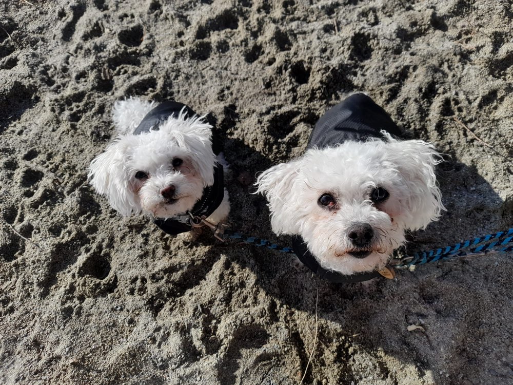 Hundetreffen-Spielkameraden gesucht-Profilbild