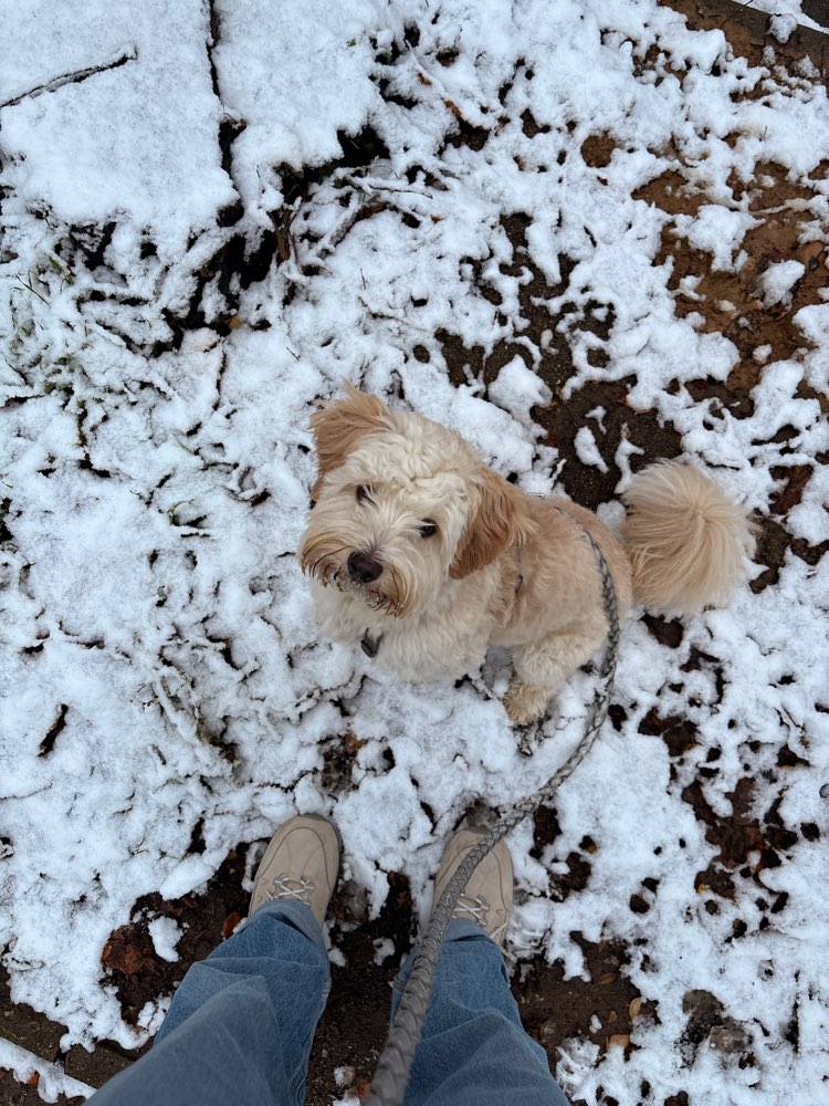 Hundetreffen-Spieltreffen-Profilbild