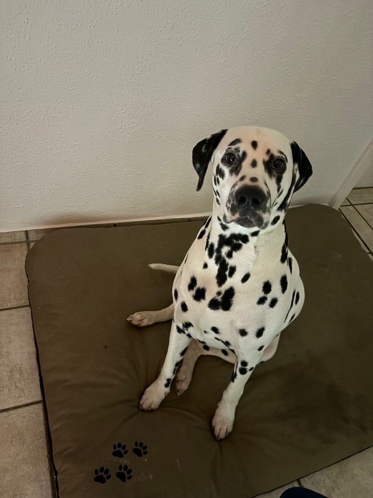 Hundetreffen-Gassigehen und Spielen-Profilbild