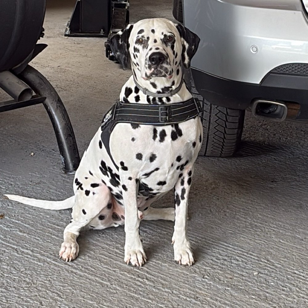 Hundetreffen-Gassigehen und Spielen-Profilbild