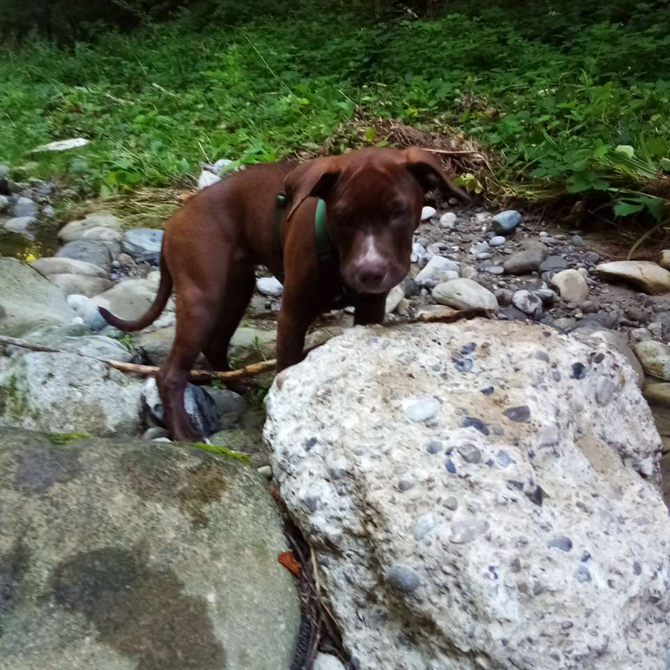 Hundetreffen-Junghundtreffen-Profilbild