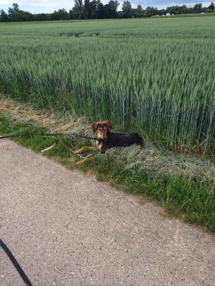 Hundetreffen-Kennenlern Treffen-Profilbild