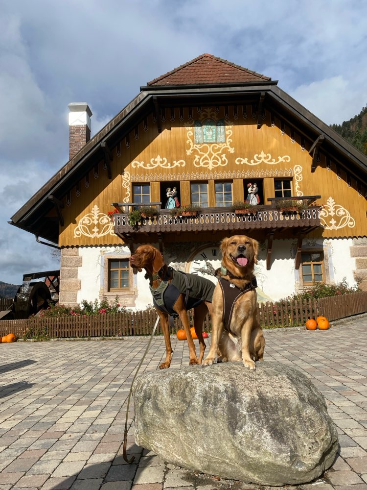Hundetreffen-Gemeinsame Spiel- und Gassitreffen-Profilbild