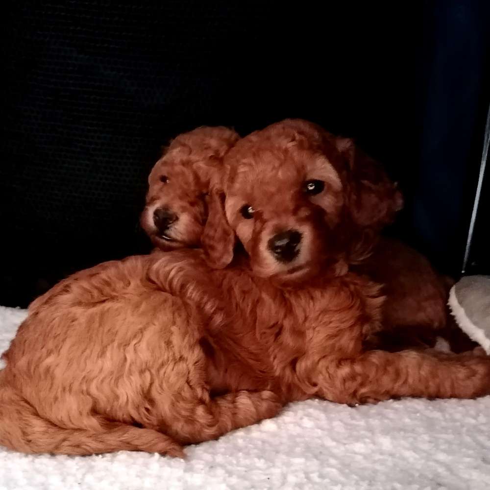 Hundetreffen-Kleine Welpen in Bretten-Profilbild