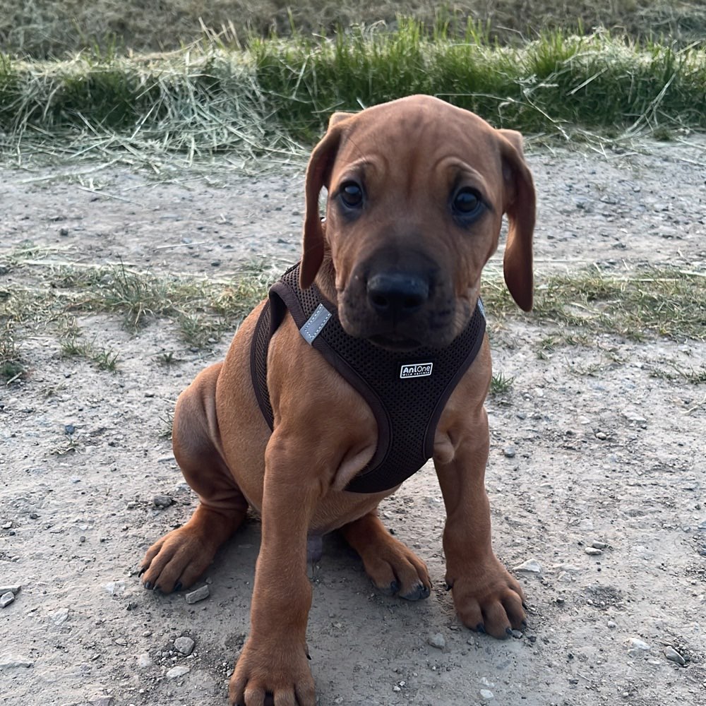 Hundetreffen-Welpen/Junghund Spaziergang-Profilbild
