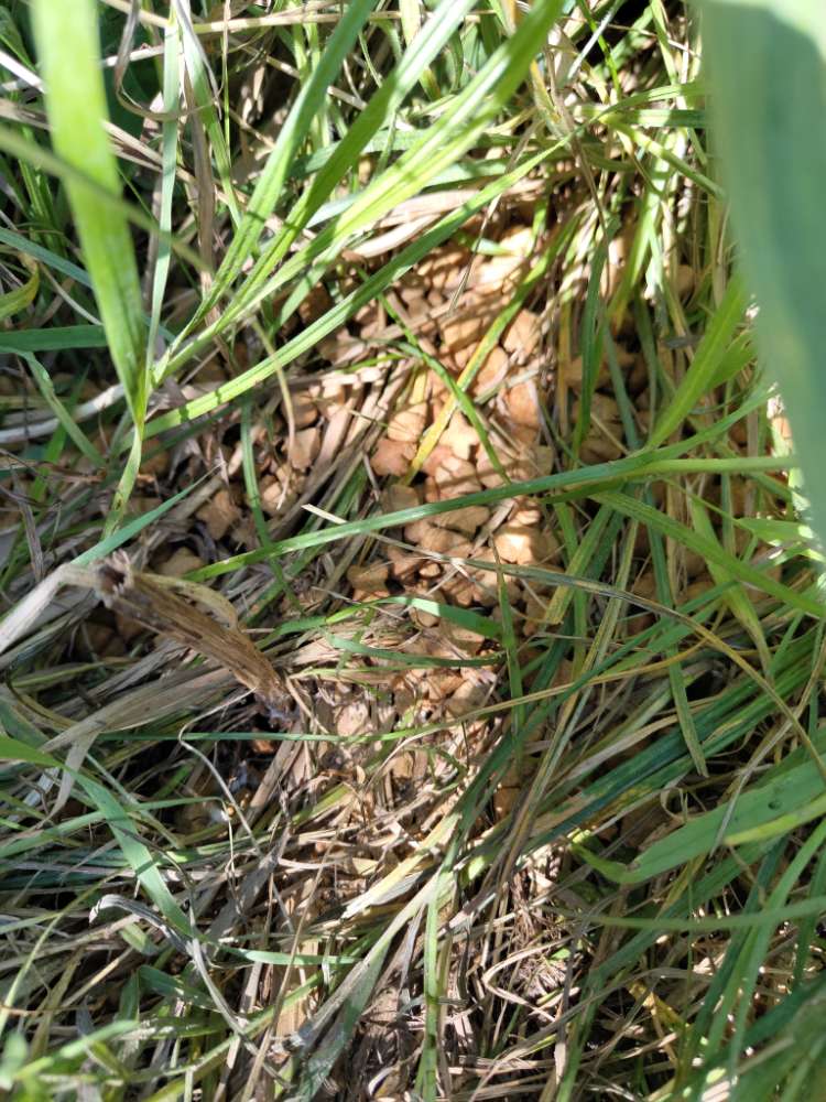 Giftköder-Giftköder-Profilbild