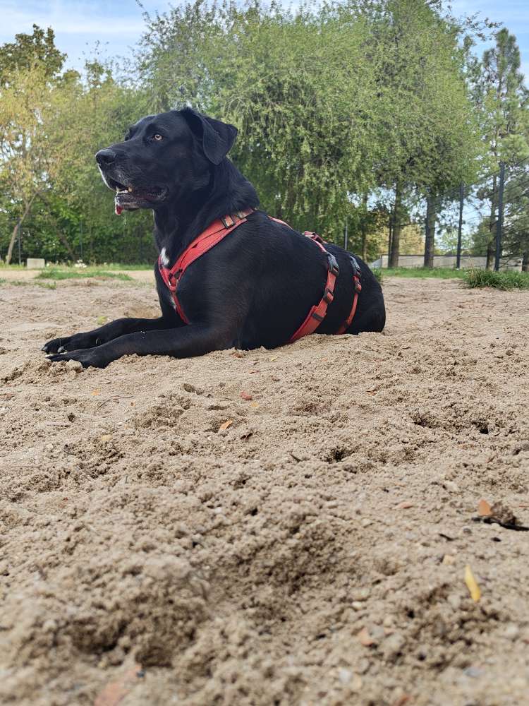 Hundetreffen-Gemeinsame Spaziergänge in Bautzen-Profilbild