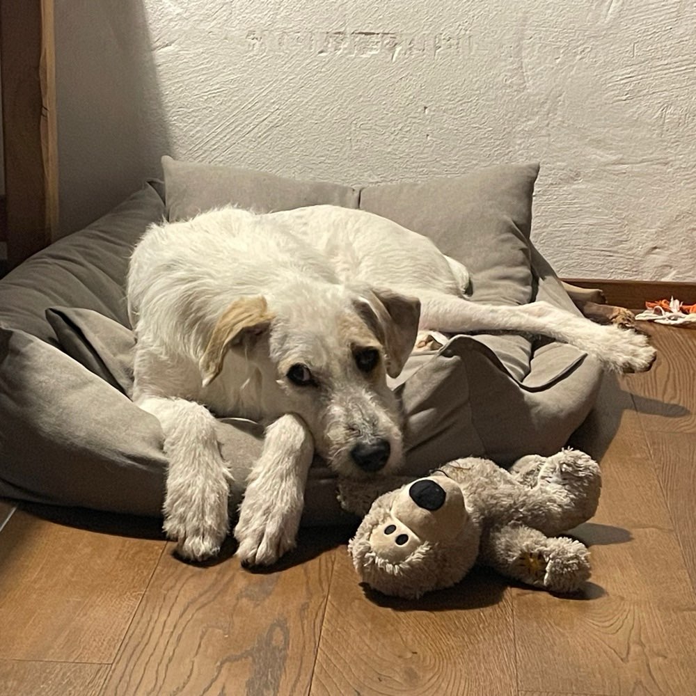 Hundetreffen-Hundebegegnung Training/ Spaziergang-Profilbild