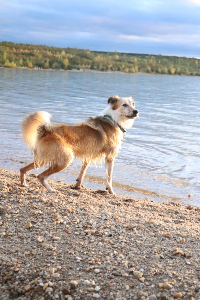 Hundetreffen-Spazier - Partner gesucht-Profilbild